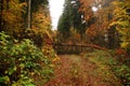 Fallen Tree Autumn
