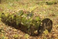 A fallen tree in the autumn forest covered with green moss. Royalty Free Stock Photo