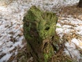 Fallen tree background. Green moss landscape backgrounds. Beautiful winter forest background Royalty Free Stock Photo