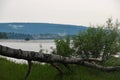 Fallen tree on the banks of the river, foggy morning