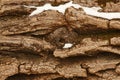 Fallen Tree Bark With Deep Crevices and Snow