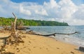 Fallen tree on beach