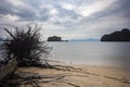 Fallen tree on the beach of Pantai Tanjung Rhu on the malaysia island Langkawi. Clouds over the bay. Silky water. Silk effect in Royalty Free Stock Photo