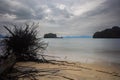 Fallen tree on the beach of Pantai Tanjung Rhu on the malaysia island Langkawi. Clouds over the bay. Silky water. Silk effect in Royalty Free Stock Photo