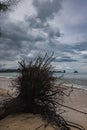 Fallen tree on the beach of Pantai Tanjung Rhu on the malaysia island Langkawi. Clouds over the bay. Silky water. Silk effect in Royalty Free Stock Photo