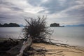 Fallen tree on the beach of Pantai Tanjung Rhu on the malaysia island Langkawi. Clouds over the bay. Silky water. Silk effect in Royalty Free Stock Photo