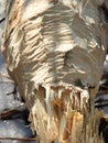 Closeup of tree chewed by Beaver Royalty Free Stock Photo