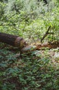 Fallen tree from beaver gnawing in Duck Mountain provincial park, Manitoba, Canada