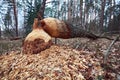 Fallen tree with beaver teeth marks. Tree trunk nibbled by beavers on river bank in forest