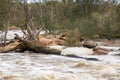 Fallen Tree in the Bell Rapids Royalty Free Stock Photo