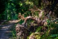 Fallen tree with big tree roots Royalty Free Stock Photo