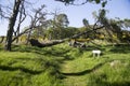 Fallen Tree Across Walking Trail