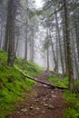 Fallen tree blocks a path among moss in a foggy coniferous mountain forest