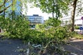 Fallen tree blown over by heavy winds Royalty Free Stock Photo