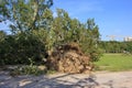 Fallen tree blown over by heavy winds at the park Royalty Free Stock Photo