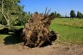 Fallen tree blown over by heavy winds at the park Royalty Free Stock Photo