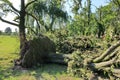 Fallen tree blown over by heavy winds at the park Royalty Free Stock Photo