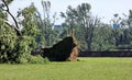 Fallen tree blown over by heavy winds at the park Royalty Free Stock Photo