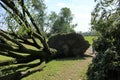 Fallen tree blown over by heavy winds at the park Royalty Free Stock Photo