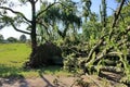 Fallen tree blown over by heavy winds at the park Royalty Free Stock Photo