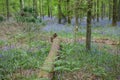 A fallen tree and bluebells during the spring in Blenheim Palace, Woodstock, Oxfordshire, UK