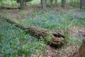 A fallen tree and bluebells during the spring in Blenheim Palace, Woodstock, Oxfordshire, UK