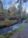 Fallen tree in bodnant gardens Royalty Free Stock Photo