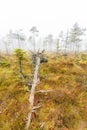Fallen tree on a bog Royalty Free Stock Photo