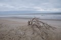 Fallen Tree Branch on Beach