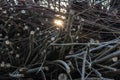 Fallen tree branches through which the evening sunlight shines