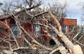 Fallen Tree on Brick House Royalty Free Stock Photo
