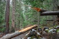 A fallen tree with a broken trunk lays in a forest of tall pine trees Royalty Free Stock Photo