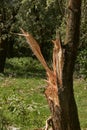 Fallen tree broken in the trunk Royalty Free Stock Photo