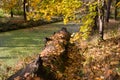 Fallen tree on a brook bank. Veltrusy. Royalty Free Stock Photo