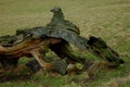 Fallen Tree, Chatsworth Park, Derbyshire.