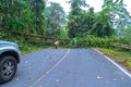 The fallen tree closed the road traffic.