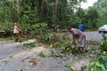 The fallen tree closed the road traffic.