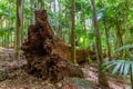 Fallen tree in a cool eucalypt forest.