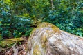 Fallen tree in a cool eucalypt forest.