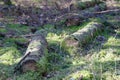 Fallen tree covered with green moss Royalty Free Stock Photo