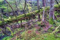 Fallen tree covered with green moss in the woodland Royalty Free Stock Photo