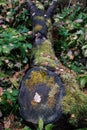 A fallen tree covered with moss Royalty Free Stock Photo