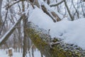 Fallen Tree Covered With Snow Royalty Free Stock Photo