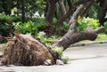 Fallen tree cratered in ground Royalty Free Stock Photo