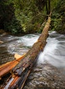 Fallen tree crosses over the top of Camp Creek Falls in Glen Cannon in Pisgah Forest