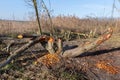 Fallen tree damaged by beaver, Hungary