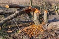 Fallen tree damaged by beaver, Hungary