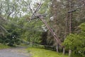 Fallen tree damaged power lines in the aftermath of severe weather and tornado in Ulster County, NY