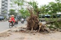 Fallen tree damaged on street by natural heavy wind storm Royalty Free Stock Photo