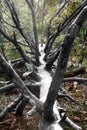 Fallen Tree